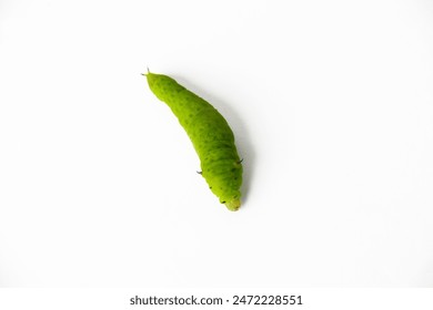 広瀬蓝子 広瀬蓝子